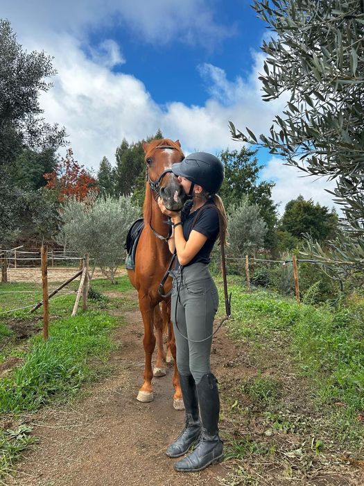 Horse for sale/cavalo a vende