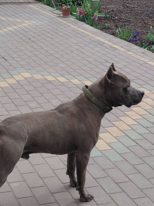 Шикарний блакитний Пітбуль (APBT) з документами UCF для в'язки
