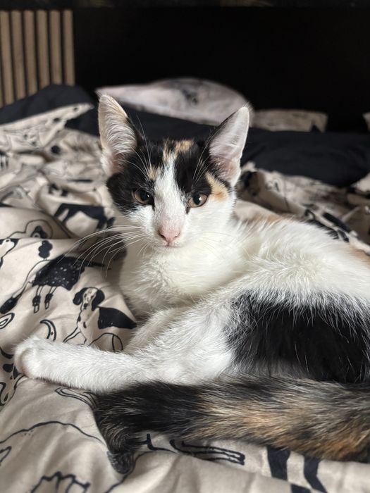 Zuma i Sima szukaja domu!