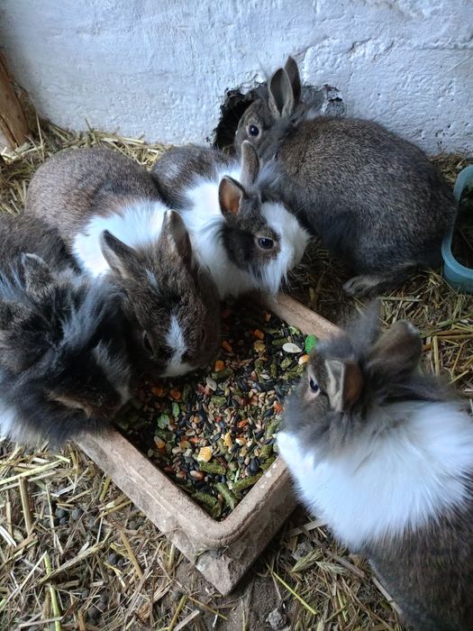 Sprzedam małe króliczki