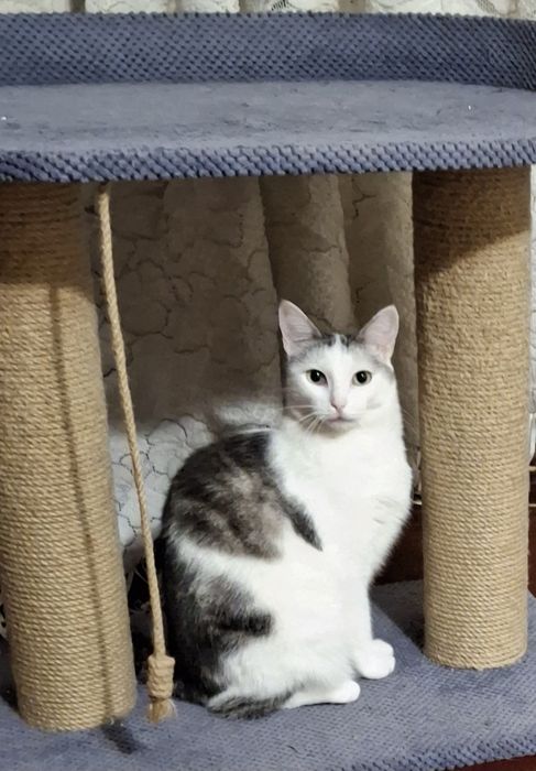 Тифани в добрые ручки