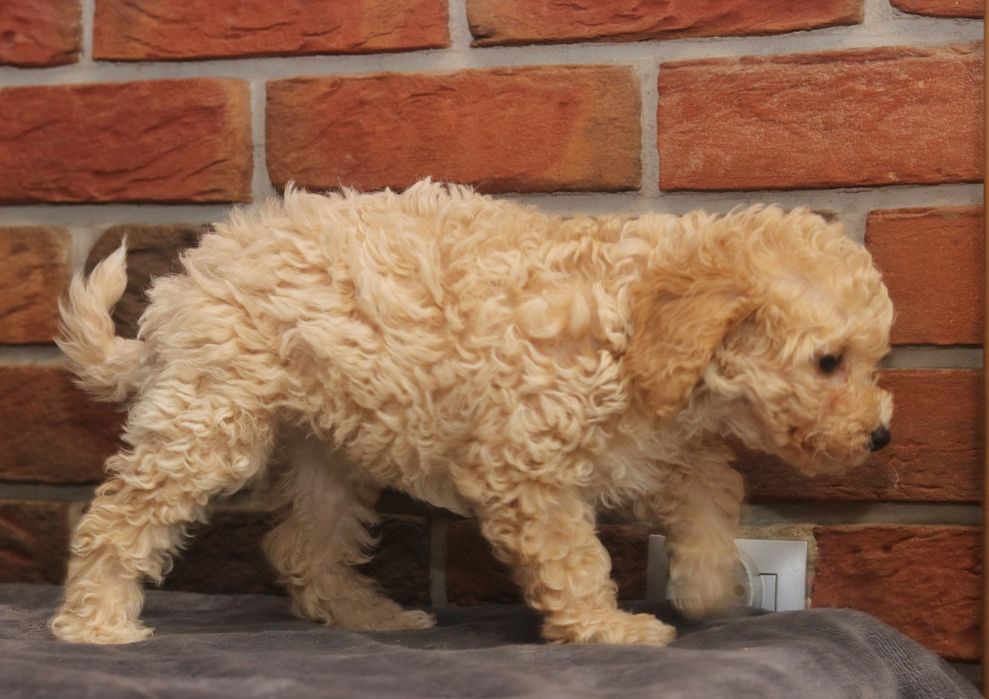 Przepiękna suczka pudel toy/miniatura. Badania genetyczne