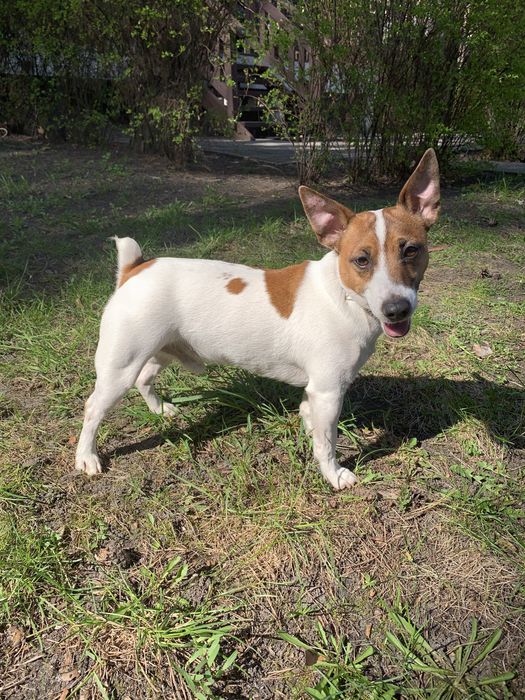 мальчик джек-рассел ищет девочку для вязки