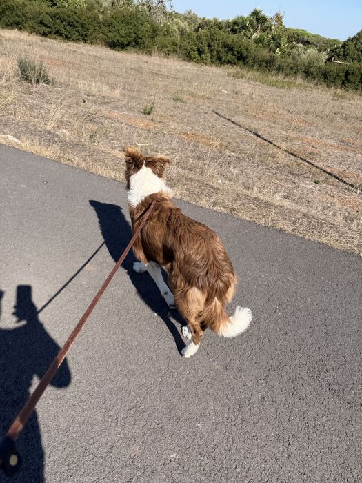 Border collie macho procura namorada