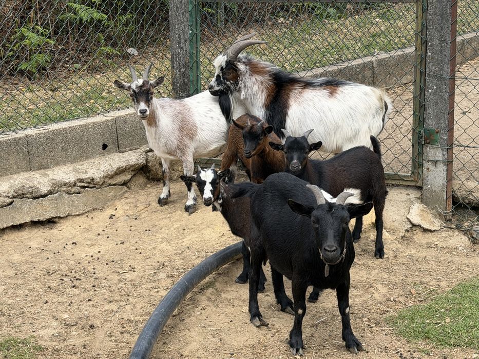 Rebanho de 6 cabras anas( vendo separado)
