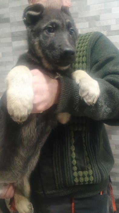 Щенки  восточно -европейской  овчарки