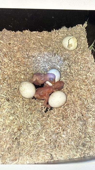 Ring Necks Azuis para Criar há Mão