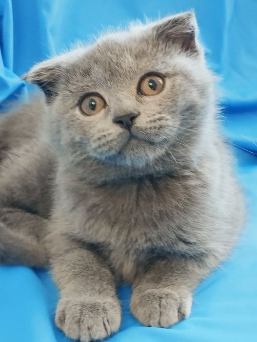 Шотландській скотіш фолд хлопчик
