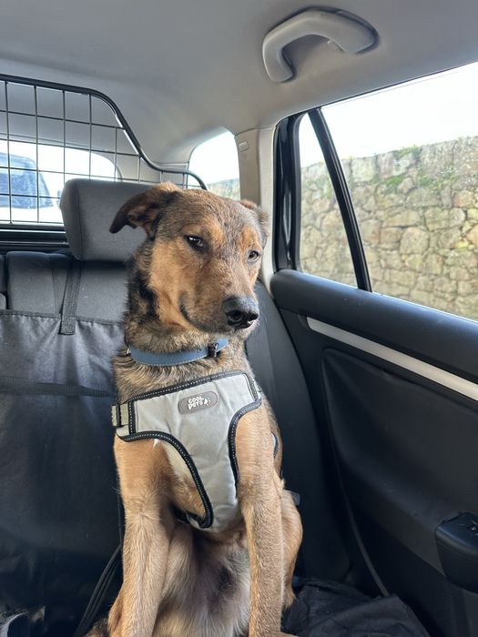 Cão jovem - oferta esterilização