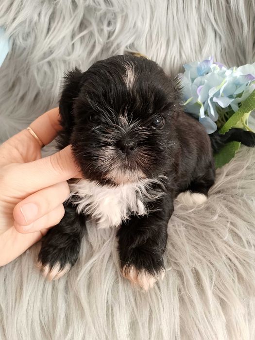 Śliczny piesek rasy Shih-Tzu