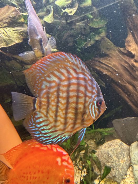 Paletka red turkus Dyskowce