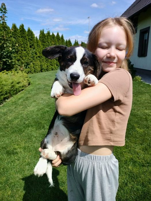Welsh Corgi Cardigan