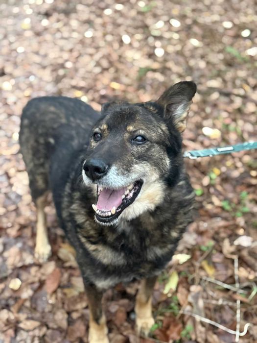 Zamiast łańcucha – kanapa. Zamiast samotności – dom