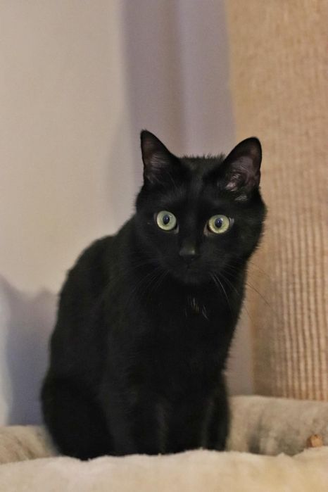 Czarny kotek kocurek