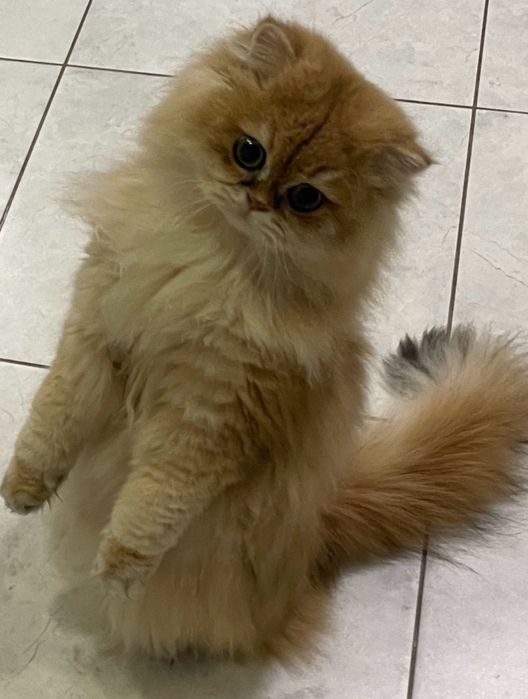 Длинношерстний кот котик  довгошерстний кошенята котята кошка