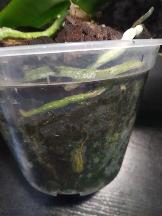 Кімнатні рослини