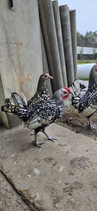 Sebright Limão femea