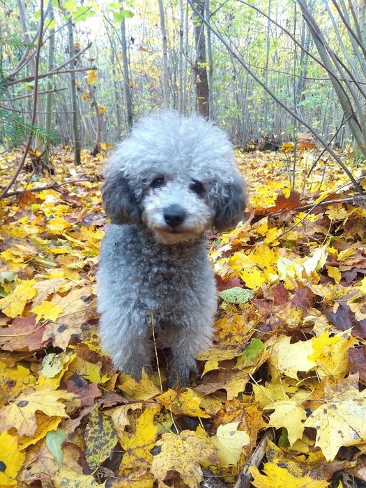 Пудель карліковий срібний вязка