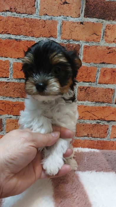 York biewer chłopak