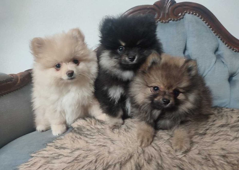 Urocze Szpice Miniaturowe Szpic suczka Pomeranian boo