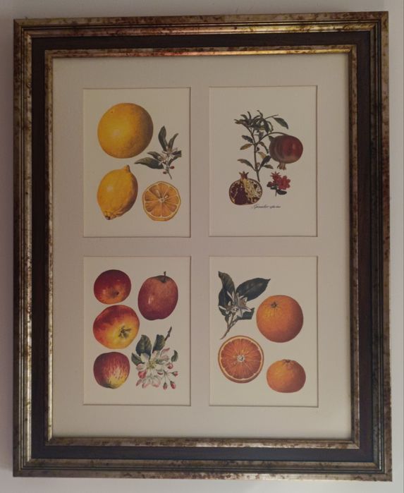Conjunto de quadros com gravuras de frutos