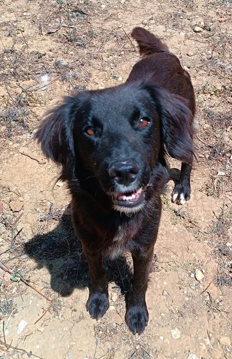 Eri- A Cadelinha resgatada pelos bombeiros!