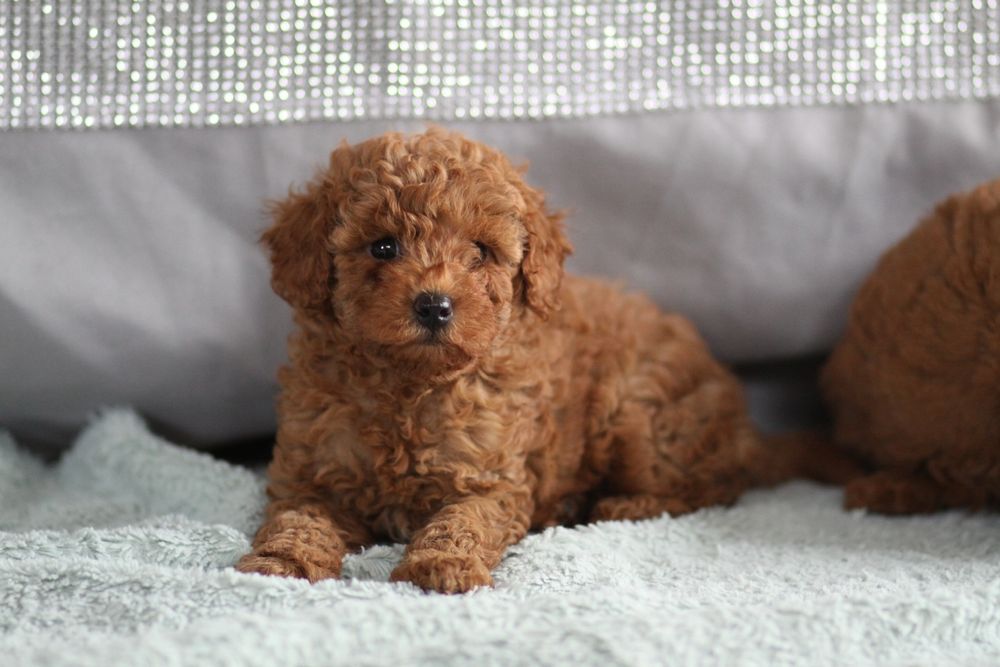 ***Pudel Toy/ miniaturka Badania**