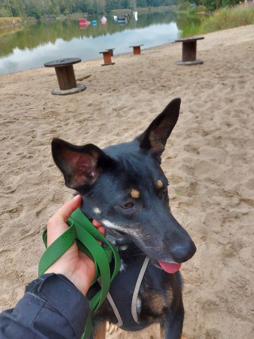 Dakota - super sunia do adopcji