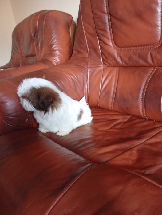 Suczka shih-tzu z genem czekoladowym