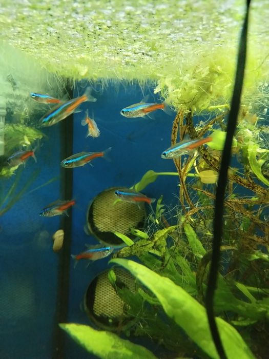 Néons Cardinal Grandes muito bonitos