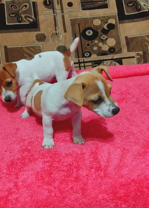 Джек Расел тер'єр, коротколапі,  міні. З документами буде дорожче