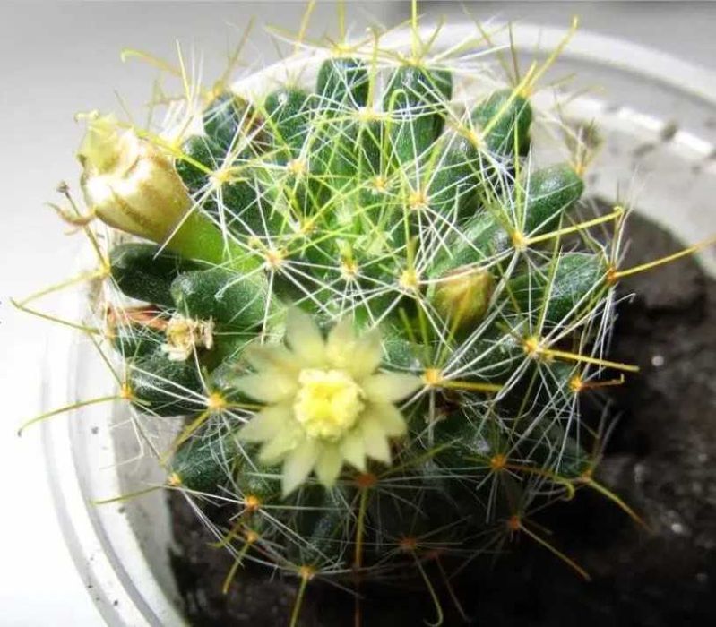 Кактуси, сукуленти, мамілярія для флораріума + інші сорти мамілярій.