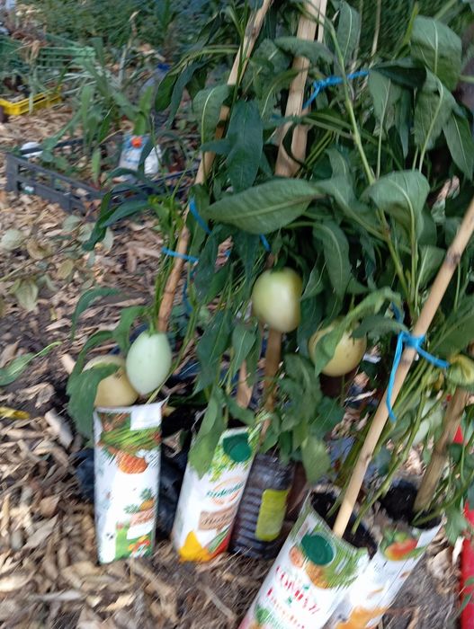 PÊRA-MELOA já com fruto 10€