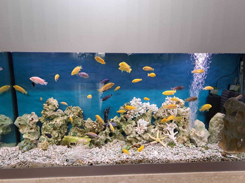 Малавійські цихліди