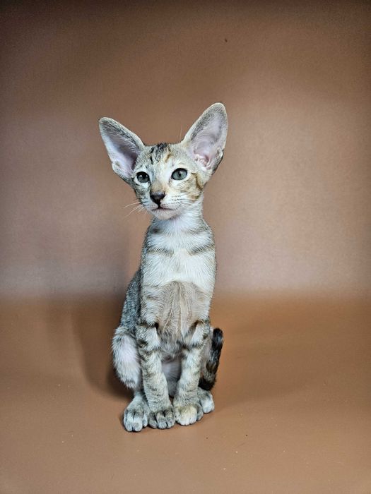 Ориентальный котенок девочка Nevada