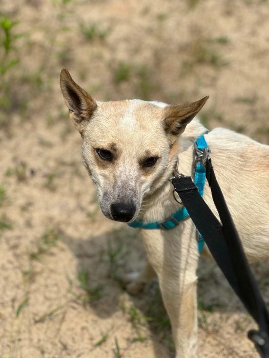 Olaf- mały zwinny psiak do adopcji
