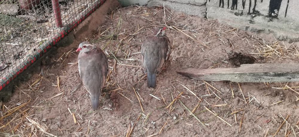 Kuropatwy czerwone i polne