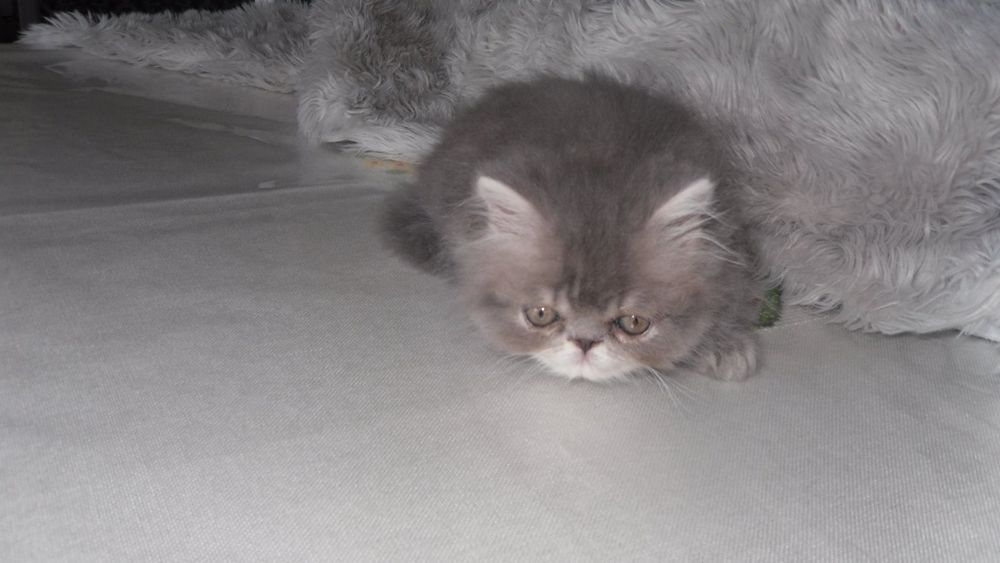 Gato persa macho