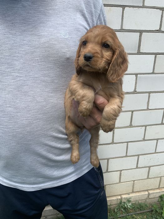 Продам цуценят Кокера