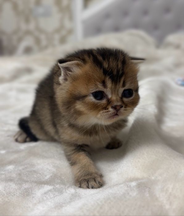 Шотландський котик