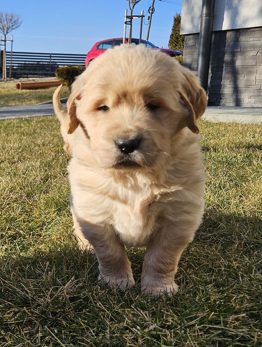 Golden retriver złoty