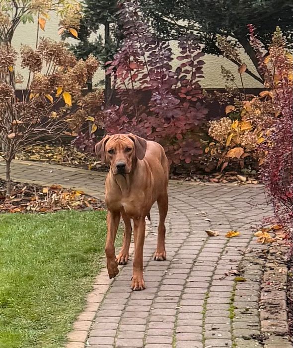 Rhodesian Ridgeback Likwidacja Hodowli suczka z elitarnym pochodzenie