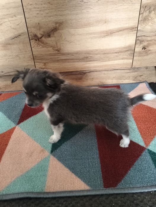 Śliczny liliowy piesek chihuahua