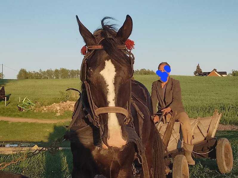 Wałach Wielkopolski na sprzedaż