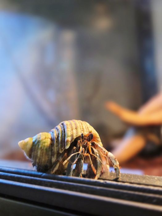 Krab pustelnik coenobita rugosus