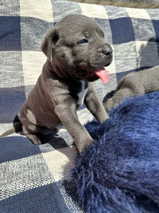 Голубий хлопчик Cane Corso, ім’я Ted, вік 1 місяць