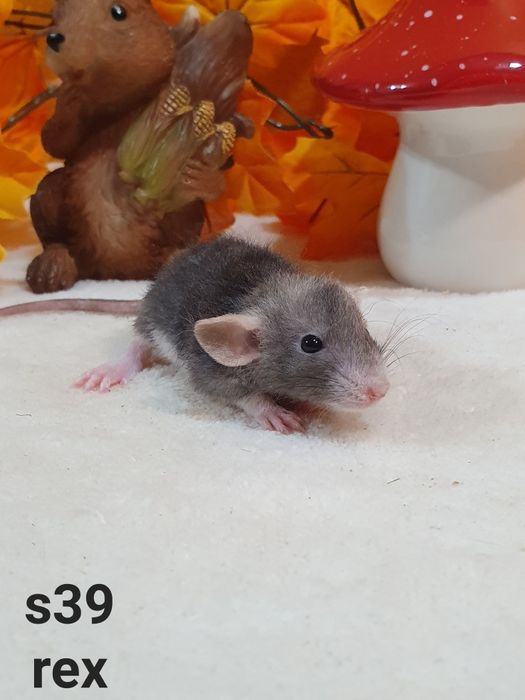 Szczurki kochane maluchy