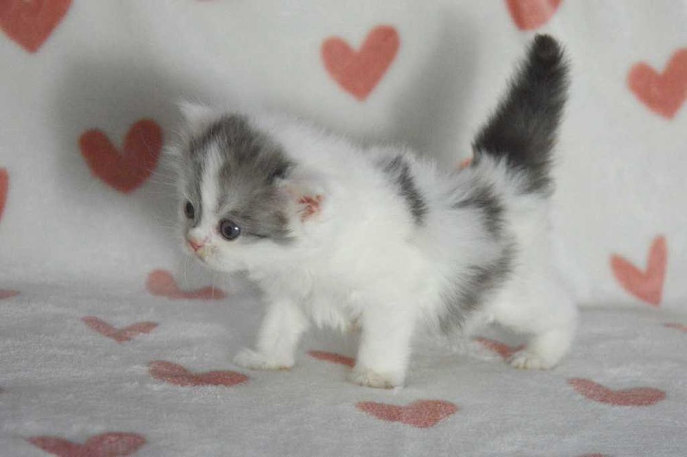 Kociak szkocki prostouchy scottish straight z rodowodem