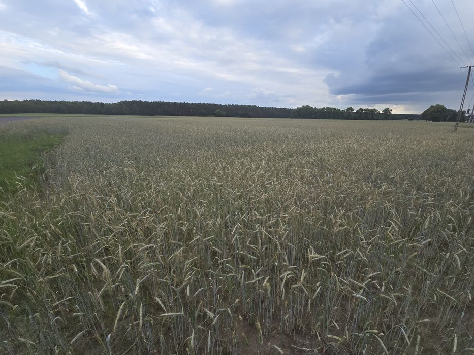 Działki budowlane z warunkami zabudowy.