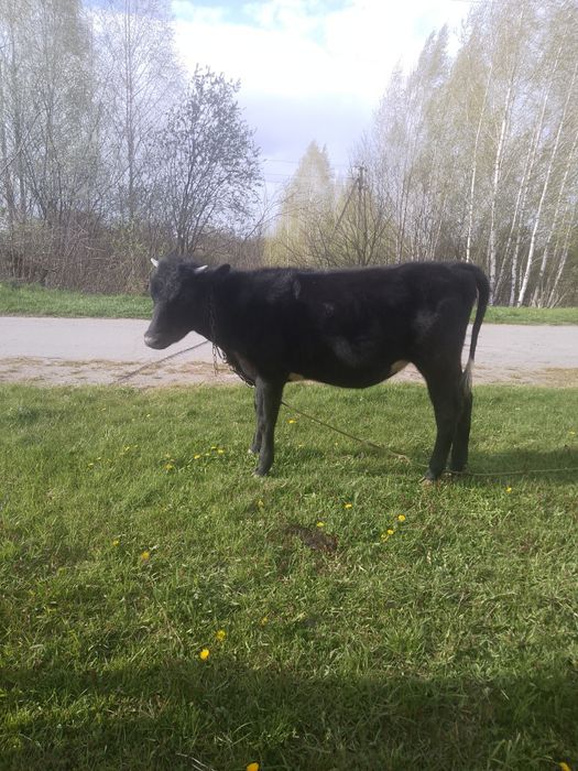 Продам хорошу теличку